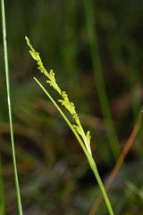 Microtis orbicularis