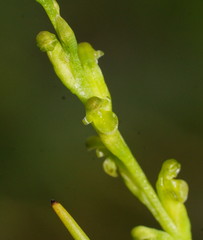 Microtis orbicularis