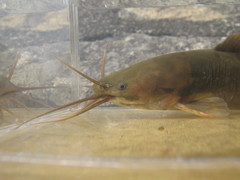 Clarias fuscus