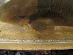 Clarias fuscus