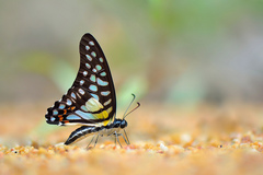 Graphium bathycles