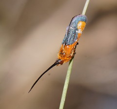 Plectrotarsus gravenhorsti