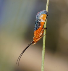 Plectrotarsus gravenhorsti