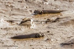 Mud Skipper photo 2