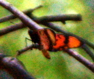 Acraea acara acara
