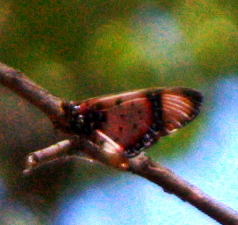 Acraea acara acara