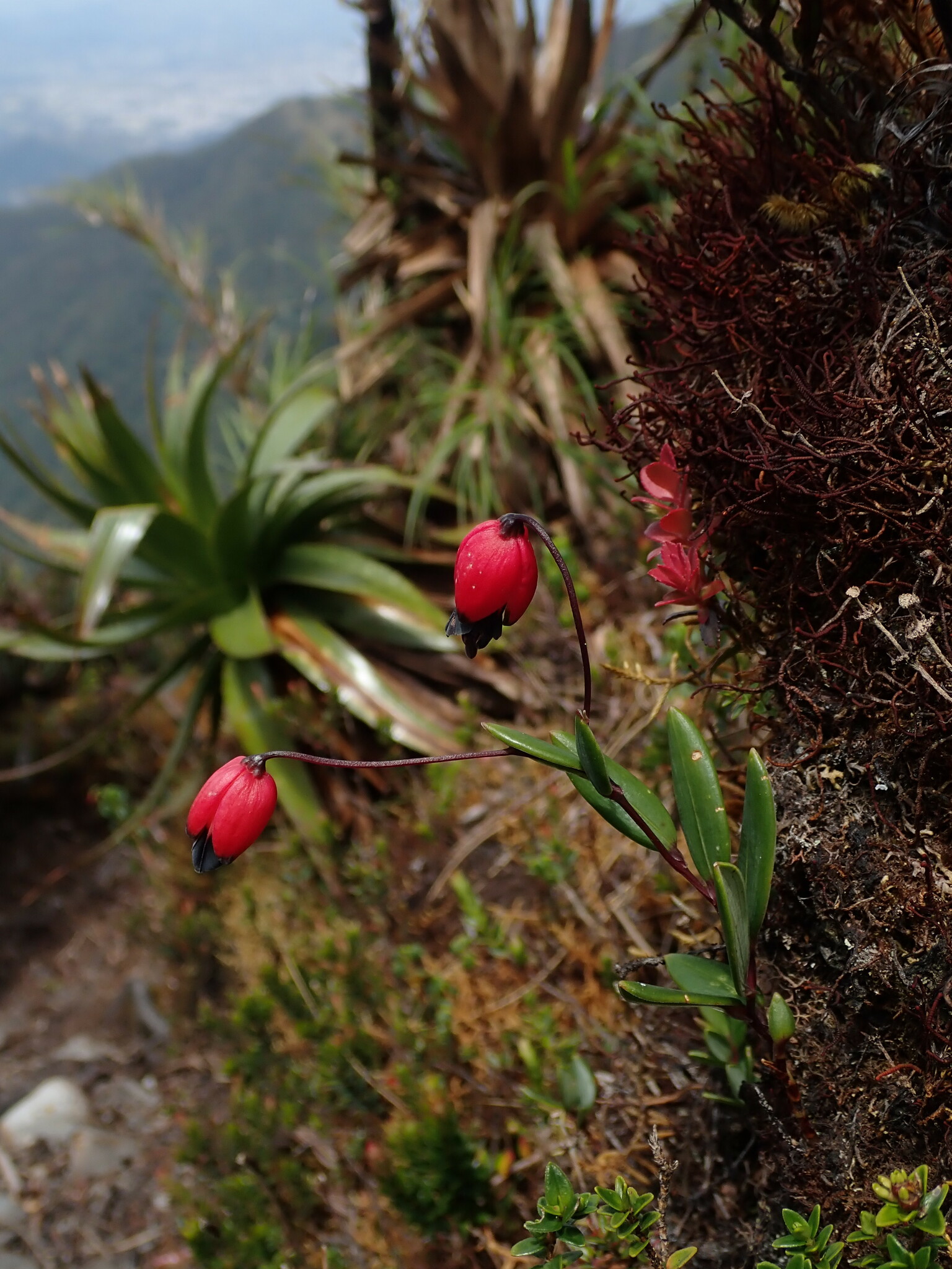 Bomarea brachysepala image