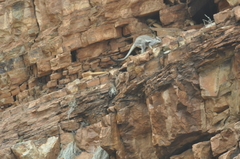 Petrogale lateralis