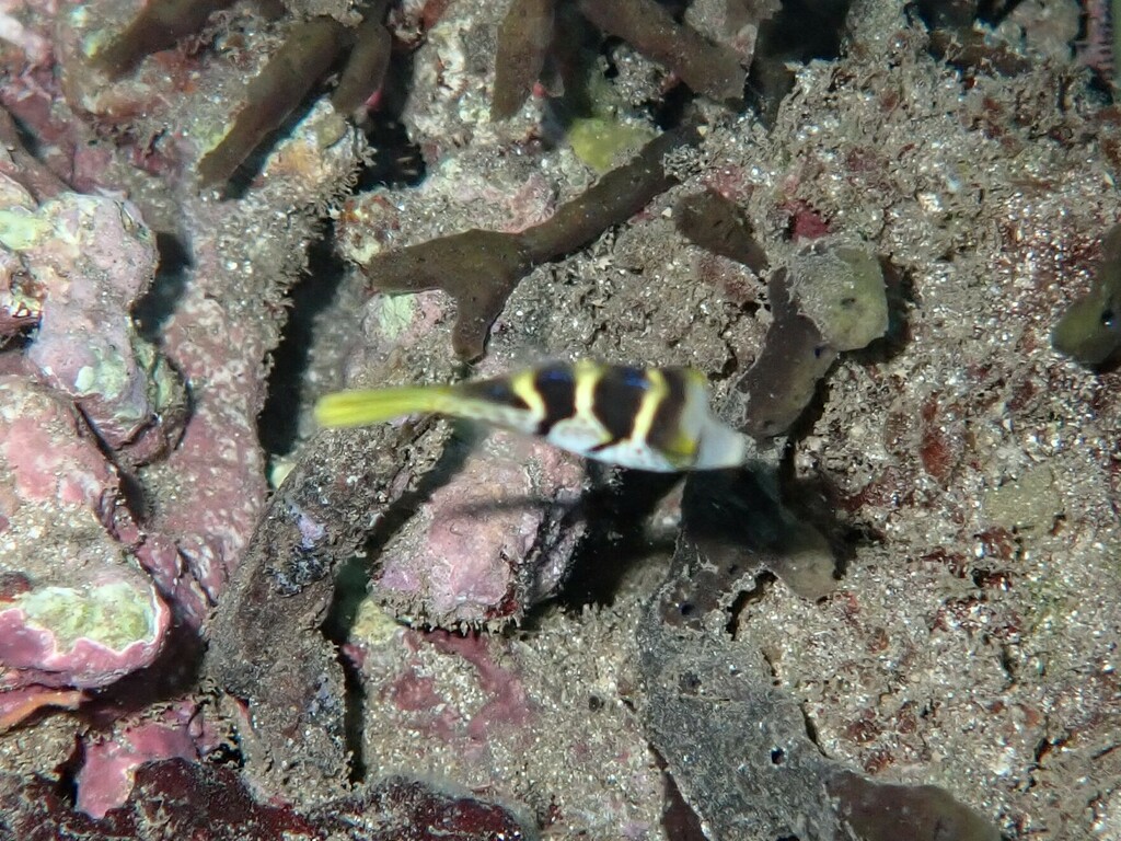 Valentinni's sharpnose puffer