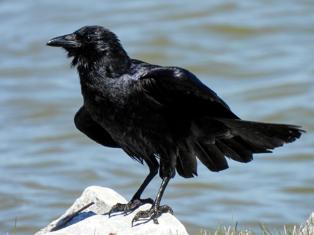 Fish Crow (Corvus ossifragus) photo