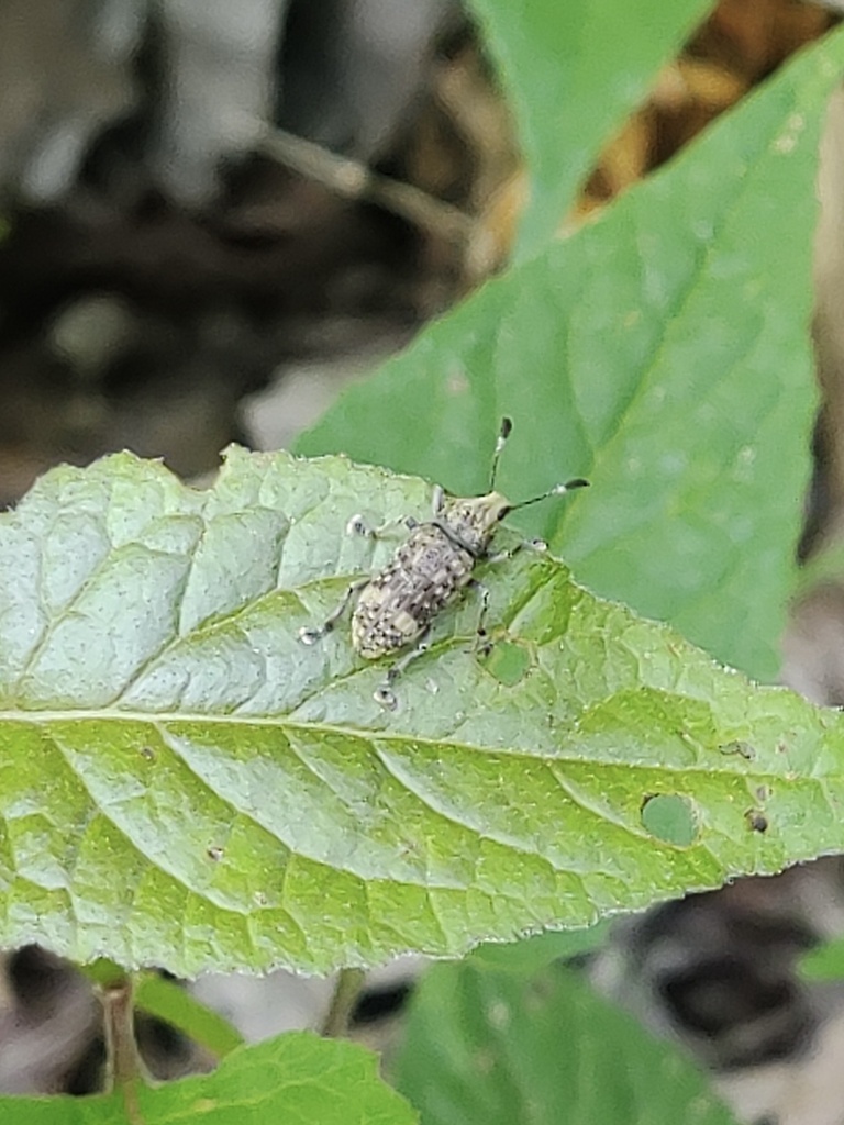 Rasham Insect Rawasia ritsemae from 会昌县, 赣州市, 江西省, CN on May 1, 2023 at 05:30 PM by ...