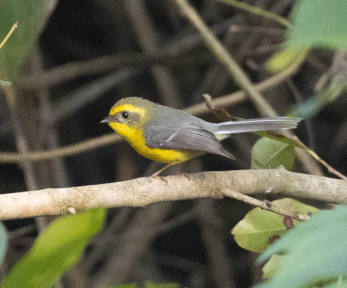Yellow-bellied Fantail (Chelidorhynx hypoxanthus), photo 3