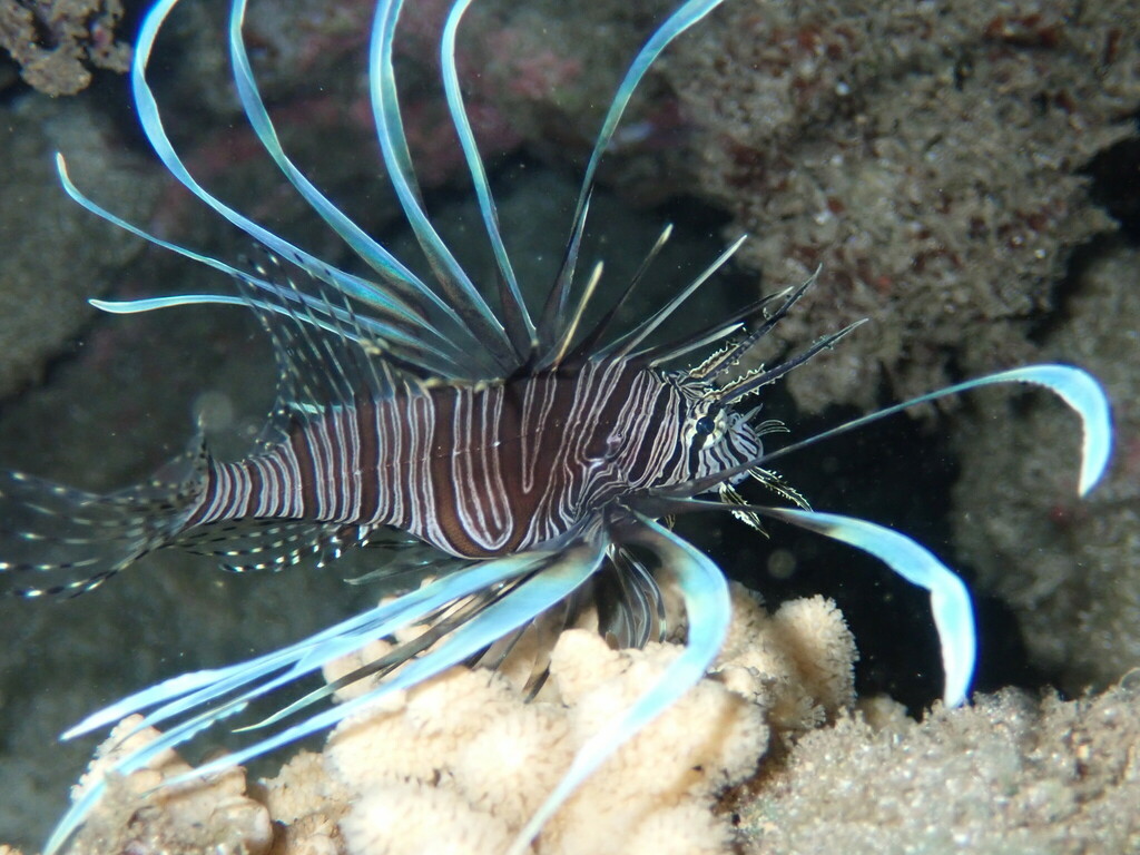 Red lionfish above coral at night in Vanuatu