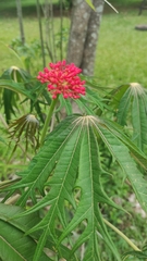 Jatropha multifida image