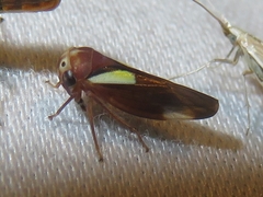 Balcanocerus provancheri