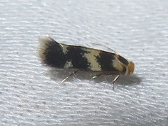 Etainia sericopeza