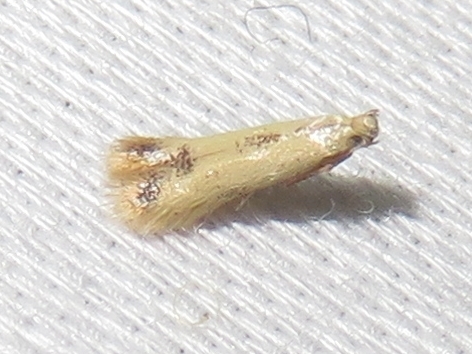 Coptotriche purinosella