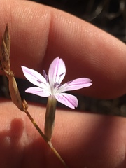 Dianthus strictus