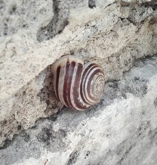 Eobania vermiculata