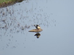 Speculanas specularis