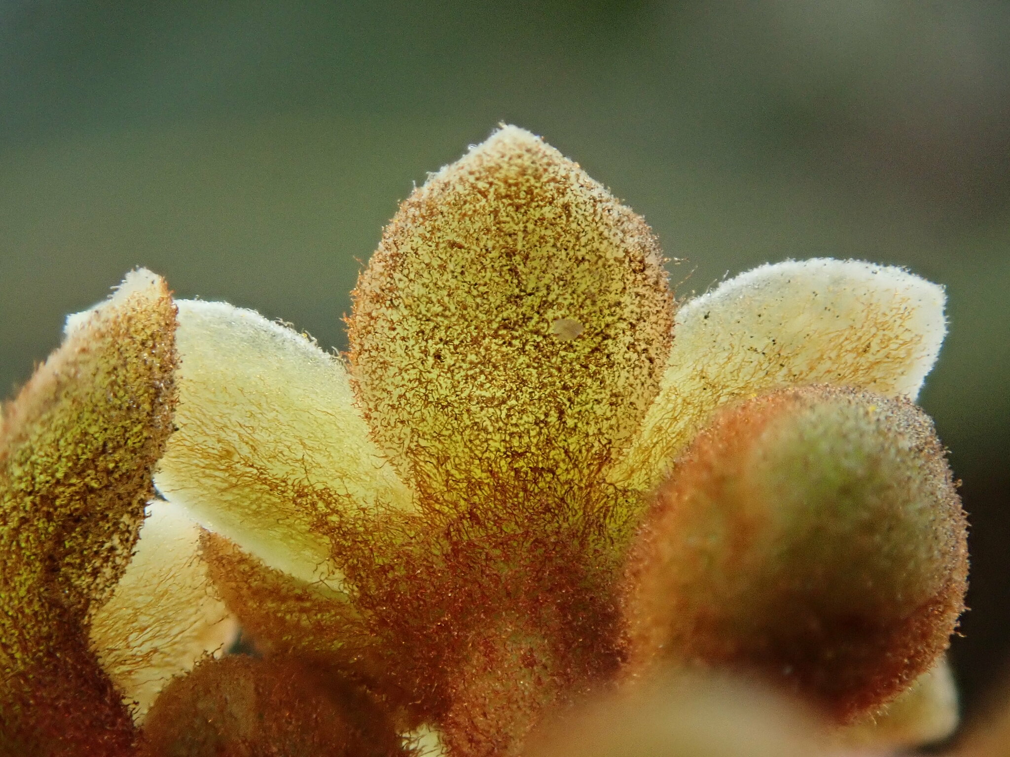 Andea infrafoveolata image