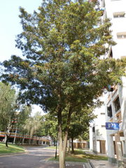 Podocarpus polystachyus