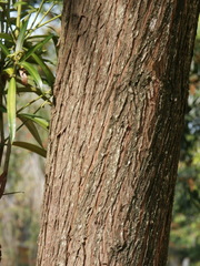 Podocarpus polystachyus