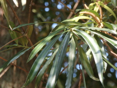 Podocarpus polystachyus
