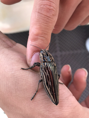 Chalcophora japonica