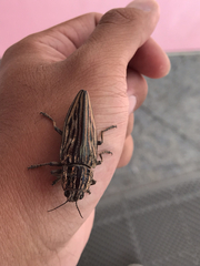 Chalcophora japonica