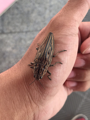 Chalcophora japonica