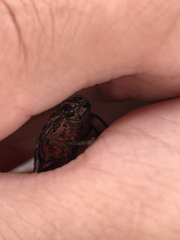 Chalcophora japonica