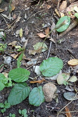 Gerbera piloselloides