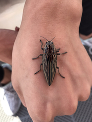 Chalcophora japonica