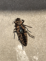 Chalcophora japonica