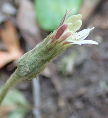 Gerbera piloselloides