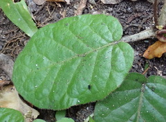 Gerbera piloselloides