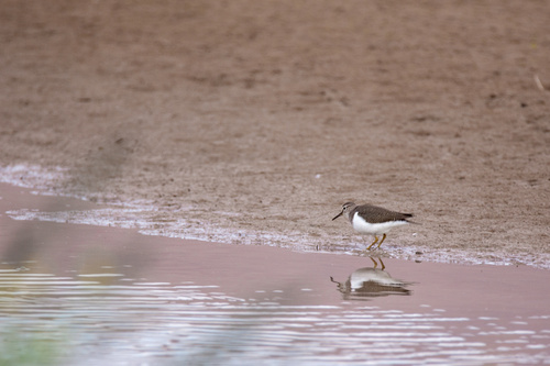 Common Sandpiper