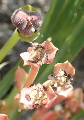 Euphorbia silenifolia