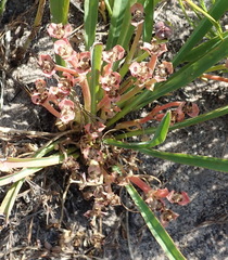 Euphorbia silenifolia