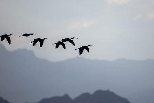 Glossy Ibis