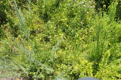 Rhynchosia leucoscias