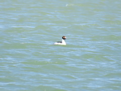 Podiceps gallardoi