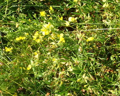 Rhynchosia leucoscias