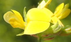 Rhynchosia leucoscias