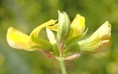 Rhynchosia leucoscias