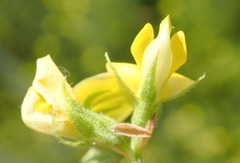 Rhynchosia leucoscias