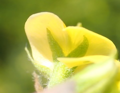 Rhynchosia leucoscias