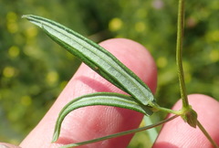 Rhynchosia leucoscias