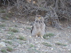 Bubo virginianus magellanicus